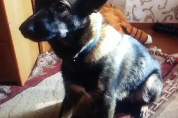 Пропала собака Пума, Новоильинский район, вознаграждение