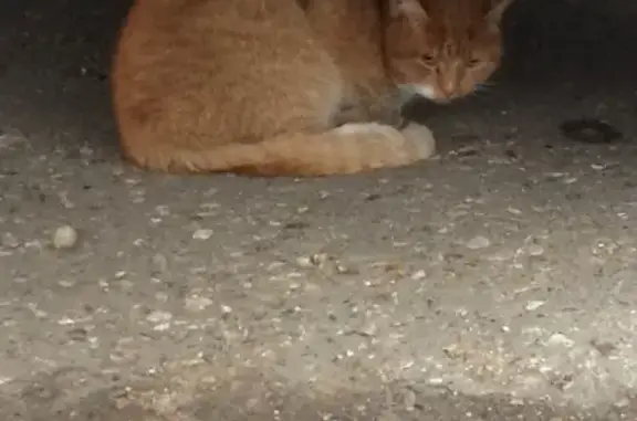 Найдена кошка в Твери, возможно сбита машиной