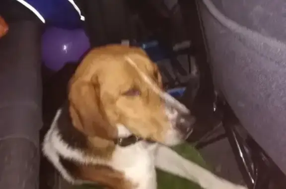 Найдена собака возле д. Маслова в Тобольском районе