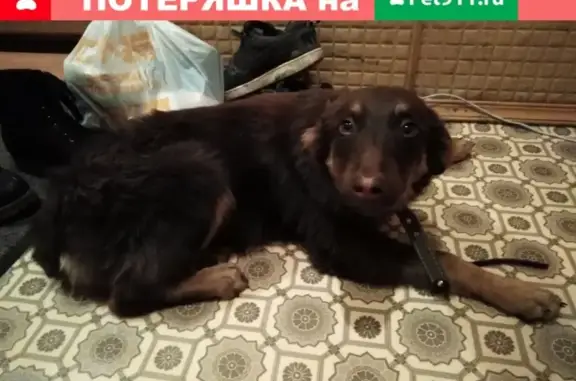 Найдена собака по адресу Касимовское шоссе 57 в Рязани