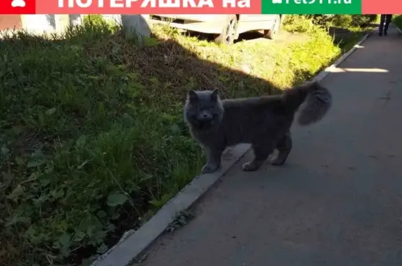 Пропал кот Димка в Воткинске, нужна помощь!