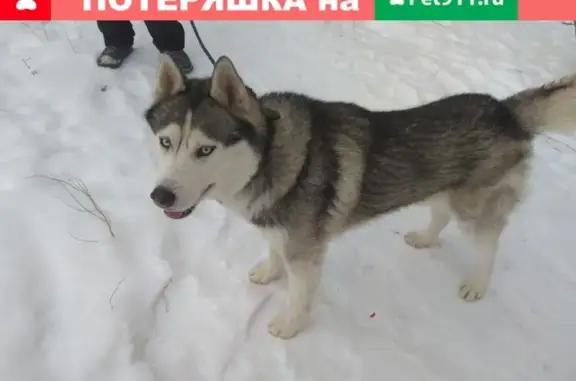 Собака найдена между Элитным и Затулинкой с клеймом Новосибирск.
