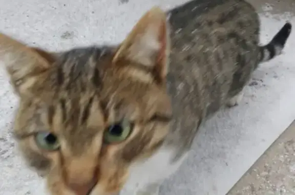 Найдена потерявшаяся кошка в Вологде