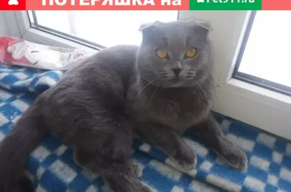 Пропал кот на ул. Яблочкова, Борисоглебск