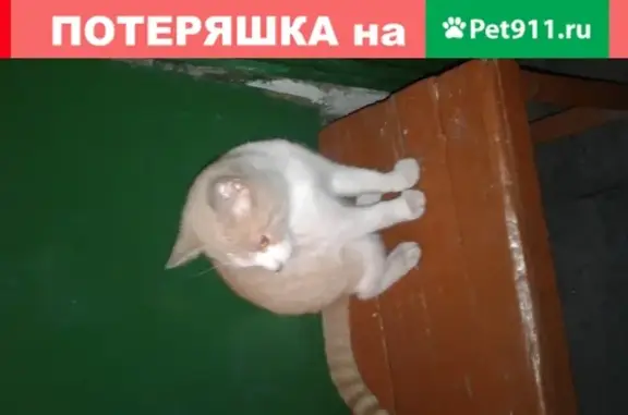 Найден кот на ул. Артиллерийской в Калининграде