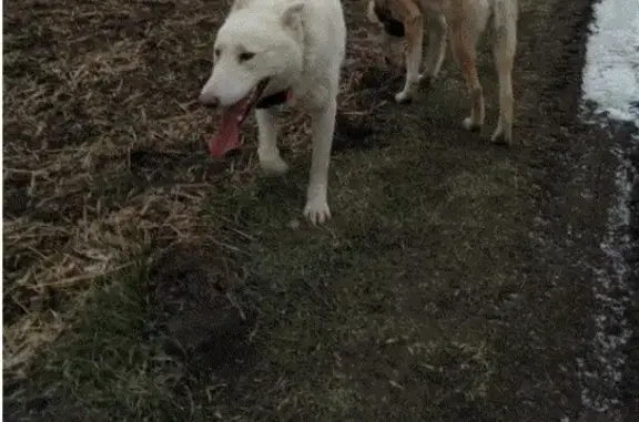 Пропала белая собака на Грибановском горе, Борисоглебск, Воронежская область.