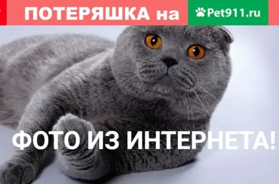 Пропавшая кошка найдена на Болотниковской