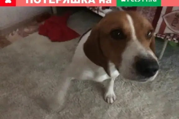 Найдена собака в Харитонова, возможно Бигль