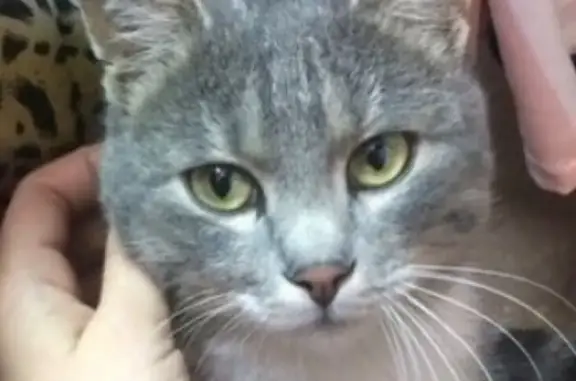Потерялся кот на ул. Бабушкина в Чите