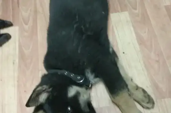 Найден щенок с ошейником в Бугульме, Республика Татарстан
