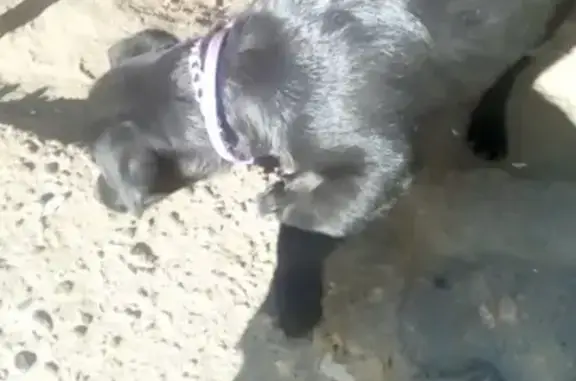 Потерян щенок на 4 мкр, Камышин, Волгоградская область