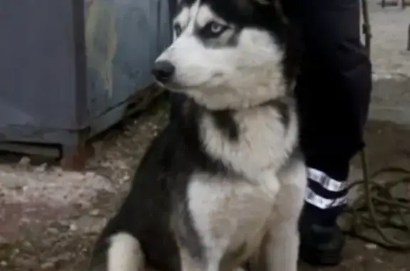 Найдена собака в Севастополе на причале Угольная