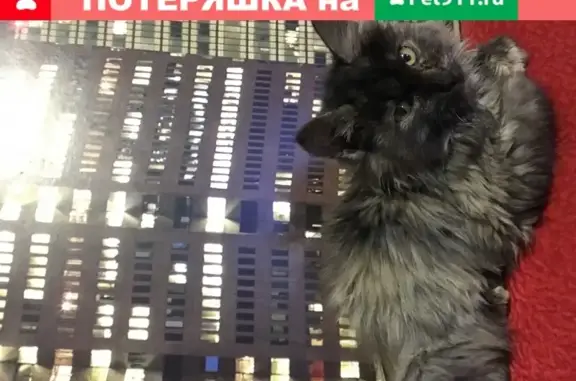 Кошка найдена в Чите на улице Кирова, 16