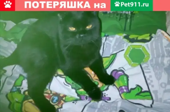 Кошки потеряшки, Омск, фото: Потеряшка кошка Сева на улице Декабристов, 145 (34 символа)