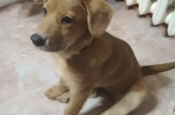 Собаки потеряшки, Тверь, фото: Потеряшка собака у ТЦ Флагман, ул. Королёва, 7.