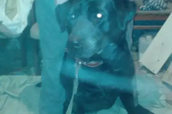 Найдена собака на Динамовской улице