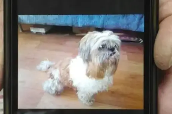 Найдена собака на Волгоградской улице в Казани