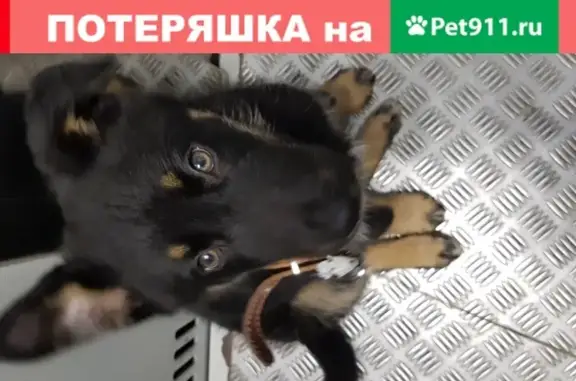 Найден щенок в ошейнике в Ленинском районе, тел.