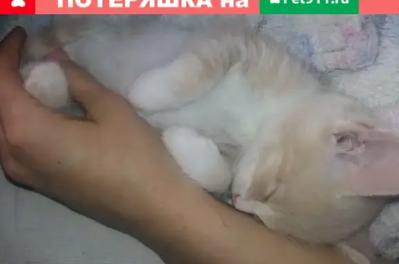 Кошка ищет дом в Тюмени, ул. Избышева
