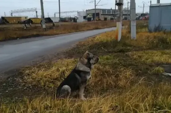 Найдена собака в Шушарах, СПб