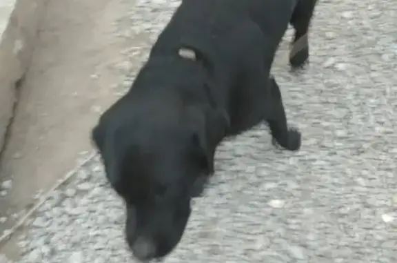 Найдена собака на Суздальском шоссе, возле магазина 