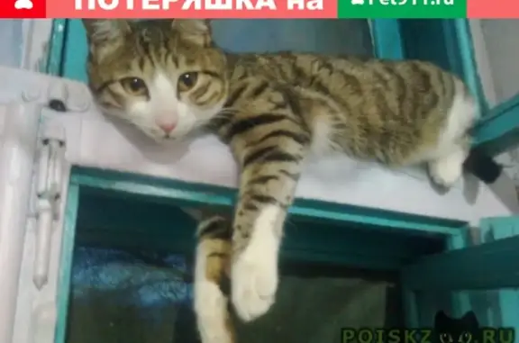 Пропал кот Барсик в Саратове 02.10.18, помогите найти!