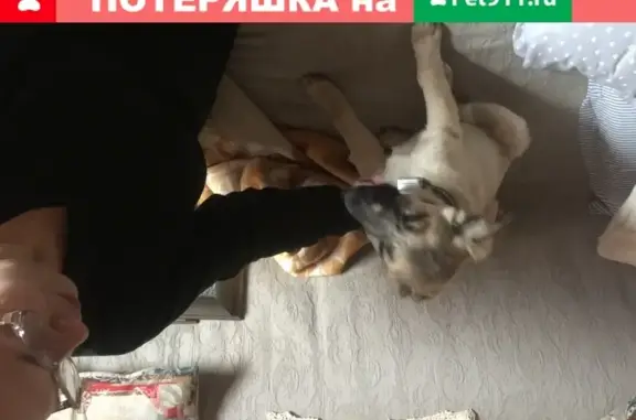 Собака на ул. Маршала Тимошенко, 17к2 в Москве