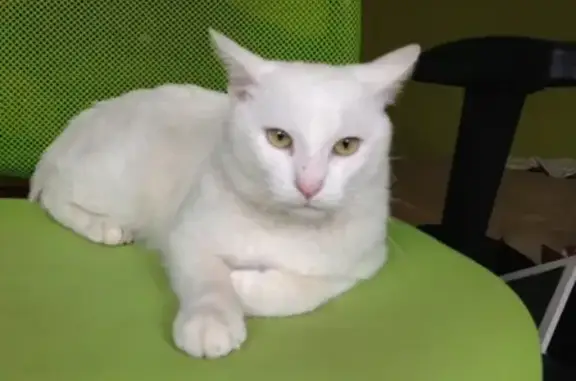 Найден белый кот Тихон, ищет новый дом на Живописном мосту