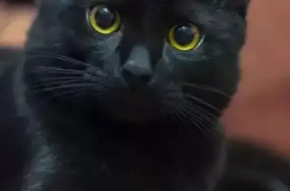 Кошки потеряшки, Новоукраинское, фото: Потеряшка кошка Каспер в Гулькевичском районе