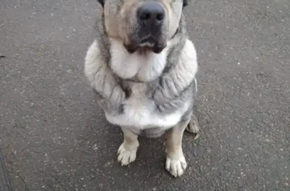Найден домашний пес в Шушарах, ищем хозяина