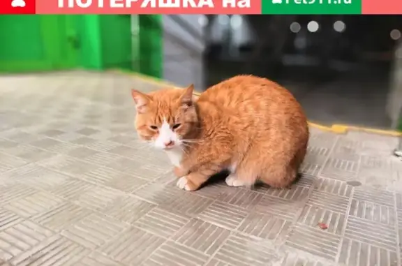 Найден кот рядом с Пятерочкой на Ясеневой 33, Москва