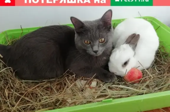 Пропала русская голубая кошка в Химках, Клязьма-Старбеево