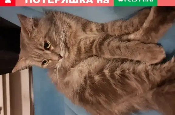 Найден пушистый кот в СПб, Красногвардейский район, ищет хозяев.