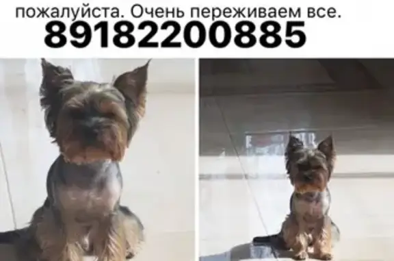 Пропала собака на улице Садовой в хуторе Гавердовском, Майкоп, Республика Адыгея