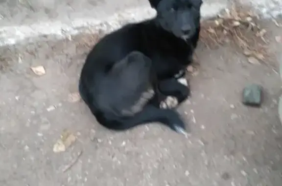 Потерянная собака на улице Бородина, 20 в Пензе