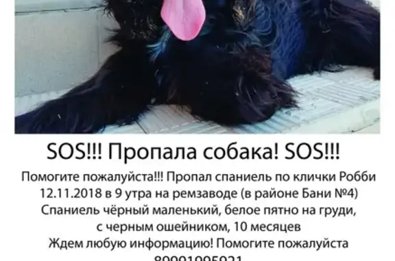 Пропала собака Робби в Йошкар-Оле