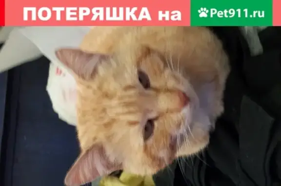 Найден кот в поселке Борисково, Казань