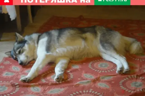 Найдена собака в Деревне Шумятино, Калужская область