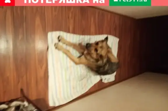 Собака найдена на ул. Содружества, Ростов-на-Дону