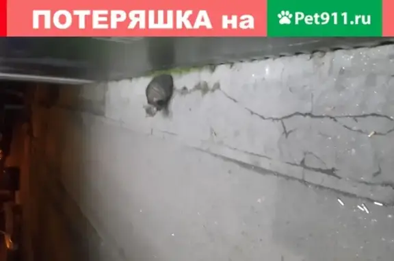 Найдена беременная кошка возле букмекерской конторы в Брянске