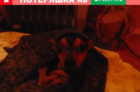 Найдена собака в деревне Свистуха, Московская область