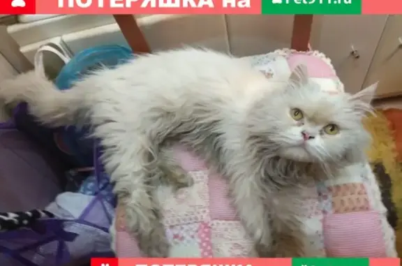 Найдена кошка по адресу Советская 37