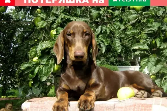 Пропала собака Ярик в п. Мервино, Рязань