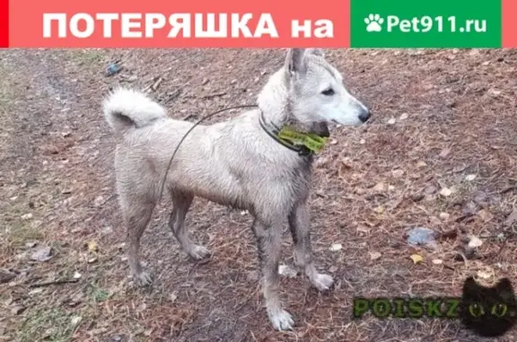 Пропала собака Пуля в п. Боровский, вознаграждение гарантировано!