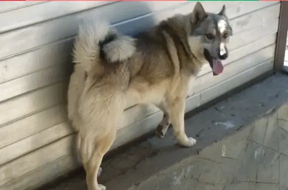 Пропала собака Дик на улице Кавказская