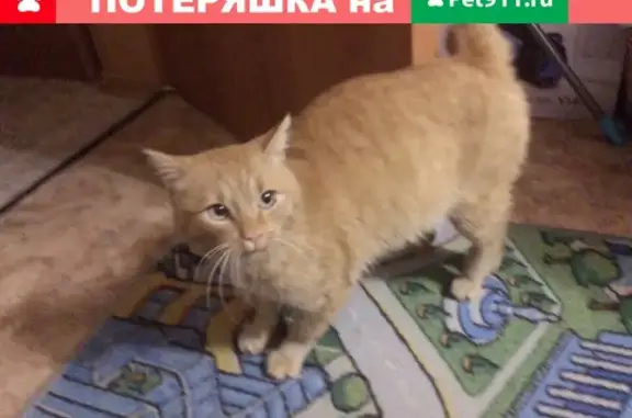 Найден ласковый кот в Нижневартовске