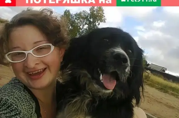 Пропал пёс Кузей в Братске, Иркутская область