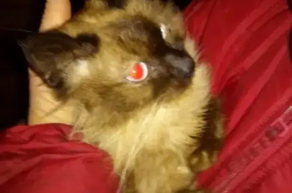Найдена кошка на Скобянке в Сергиевом Посаде