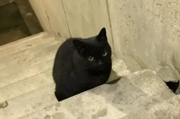 Найдена кошка в СПб, район метро Озерки