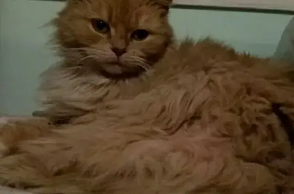 Найдена рыжая кошка в Заневке